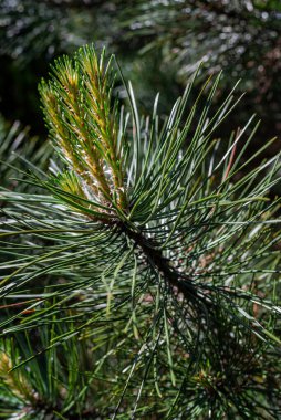 Genç yeşil lahanalı Çam ağacı brunch 'ı. Kapatın. Arka plan için mükemmel.