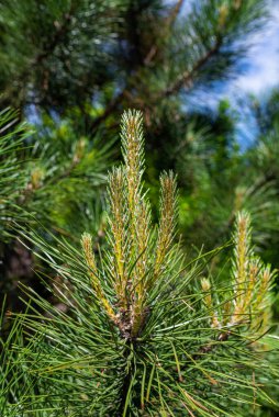 Photo of Pine tree brunch with young green sprouts. Close up. Perfect for bacground.