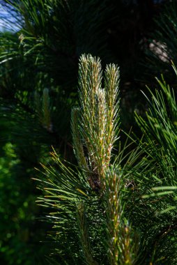 Genç yeşil lahanalı Çam ağacı brunch 'ı. Kapatın. Arka plan için mükemmel.