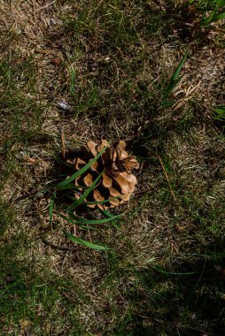 Çam kozalağının yere düşüşünün fotoğrafı. Üst görünüm.