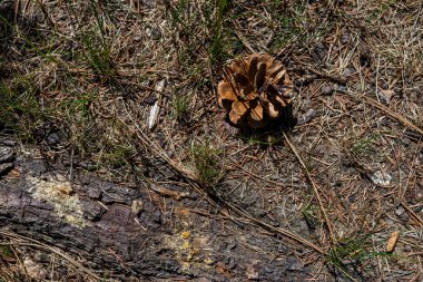 Çam kozalağının yere düşüşünün fotoğrafı. Üst görünüm.