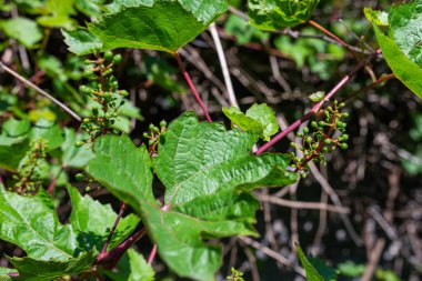 Photo of Young grapes on the vineyard. Baby grapes.
