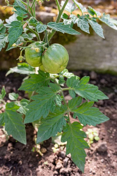 Foto Planta Tomates Hortalizas Jóvenes Que Crecen Invernadero Primer Plano — Foto de Stock