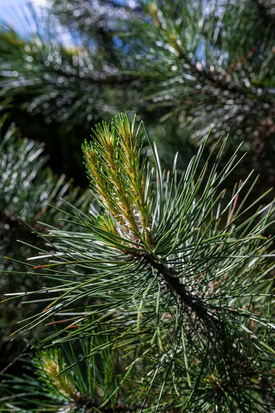 Photo Pine Tree Brunch Young Green Sprouts Close Perfect Bacground — ストック写真