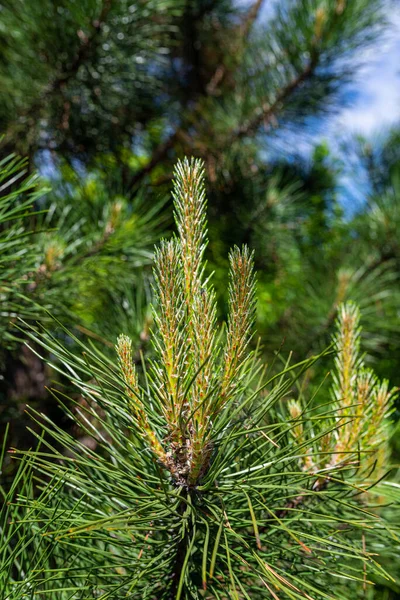 Photo Pine Tree Brunch Young Green Sprouts Close Perfect Bacground — Photo