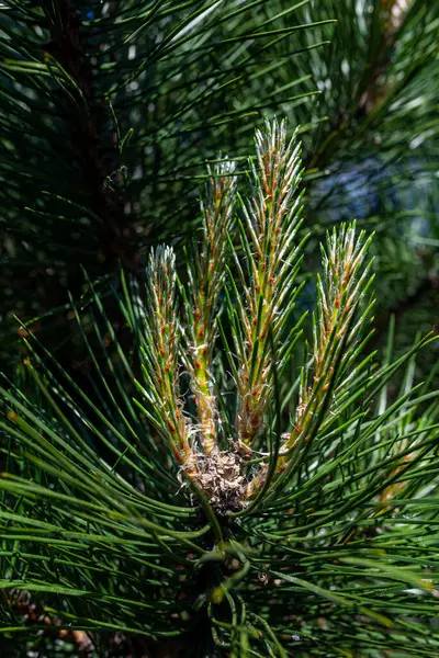 Photo Pine Tree Brunch Young Green Sprouts Close Perfect Bacground — ストック写真