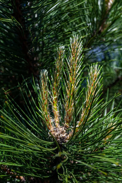 Photo Pine Tree Brunch Young Green Sprouts Close Perfect Bacground — Photo