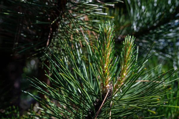 Photo Pine Tree Brunch Young Green Sprouts Close Perfect Bacground — ストック写真