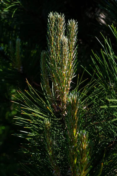 Photo Pine Tree Brunch Young Green Sprouts Close Perfect Bacground — ストック写真