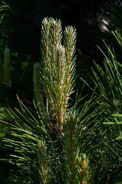 Photo Pine Tree Brunch Young Green Sprouts Close Perfect Bacground — ストック写真