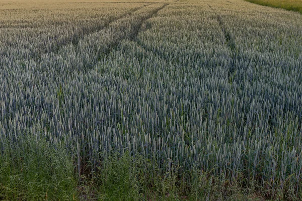 Foto Del Campo Trigo Verde Cerca Enfoque Selectivo —  Fotos de Stock