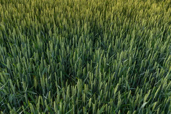 Photo Green Wheat Field Close Selective Focus — Fotografia de Stock