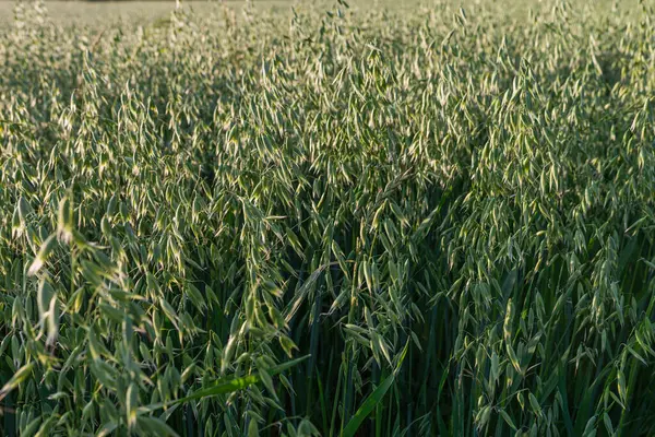 Photo Young Oat Growing Field Sunny Spring Summer Day — Fotografia de Stock