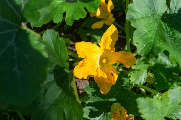 Photo Zucchini Flower Blooming Glasshouse — Foto Stock