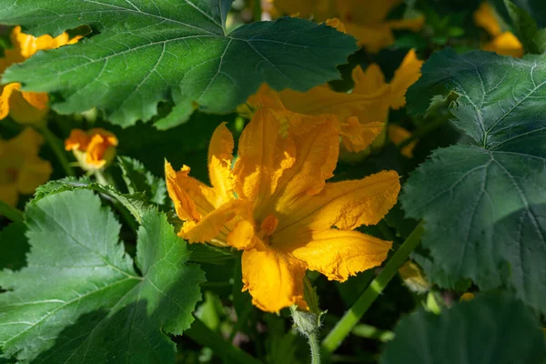 Photo Zucchini Flower Blooming Glasshouse — Fotografia de Stock