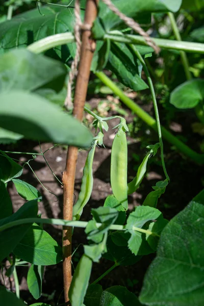 Photo Young Green Sugar Pea Growing Glasshouse — Photo