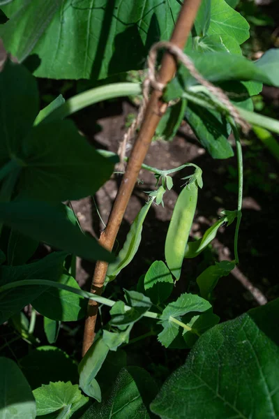 Photo Young Green Sugar Pea Growing Glasshouse — Photo