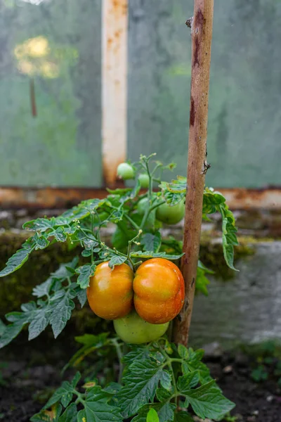 Foto Tomates Rojos Verdes Creciendo Invernadero — Foto de Stock