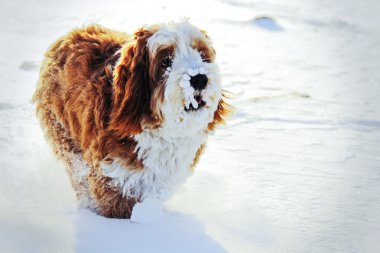 Kardaki köpek.