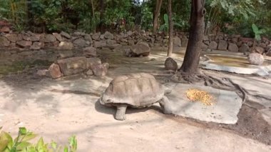 Leopar kaplumbağası yemek için yerde yürüyor. 