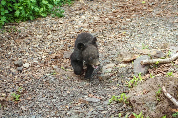 Himalaya ayı yavrusu