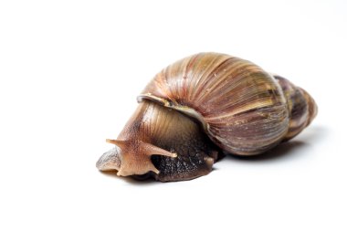 salyangoz wite üzerinde