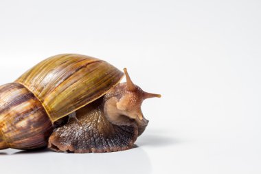 salyangoz wite üzerinde