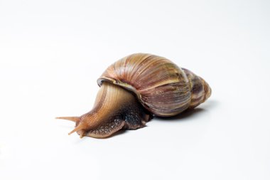 salyangoz wite üzerinde