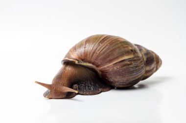 salyangoz wite üzerinde