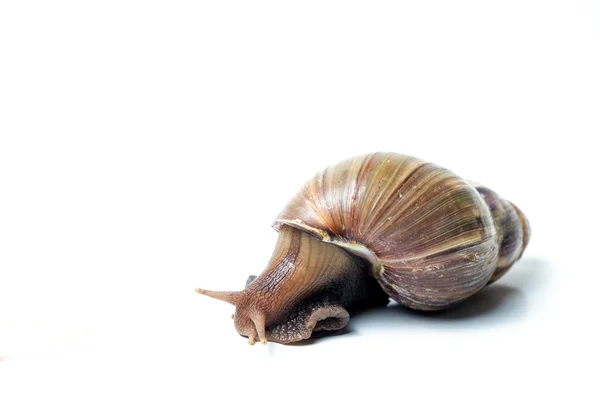 salyangoz wite üzerinde