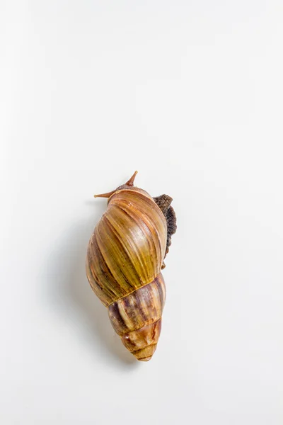 salyangoz wite üzerinde