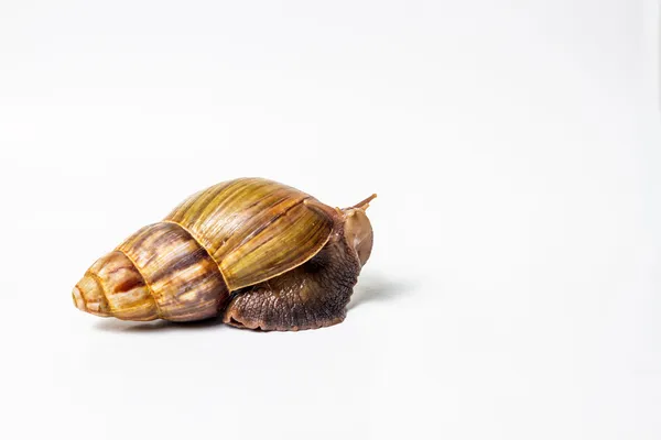 Snail on the wite — Stock Photo, Image