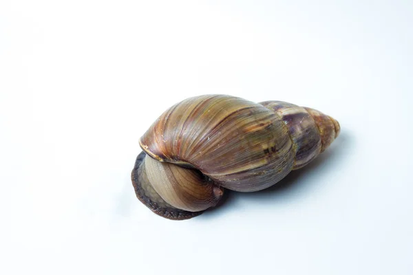 salyangoz wite üzerinde