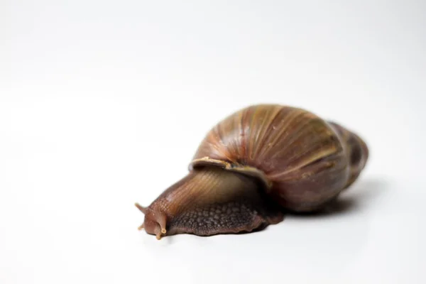 salyangoz wite üzerinde