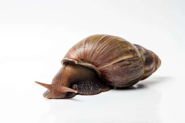 salyangoz wite üzerinde