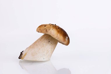Cepes, orman, yabani mantar, beyaz arka planda Boletus edulis. Boşluğu kopyala.