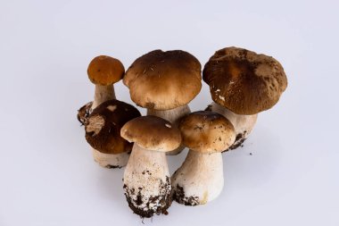 Cepes, orman, yabani mantar, beyaz arka planda Boletus edulis. Boşluğu kopyala.