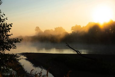 Avrupa nehrinde sisli bir sabah ve güneşte taze yeşil çimenler. Ağacın içinden geçen güneş ışınları.