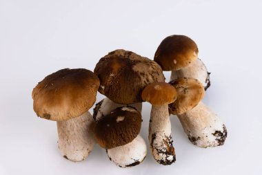 Cepes, orman, yabani mantar, beyaz arka planda Boletus edulis. Boşluğu kopyala.