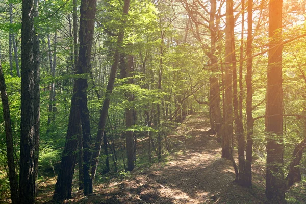 Sendero Ecológico Troncos Árboles Bosque Pinos Montaña Sol Mañana — Foto de Stock