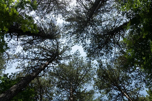 Вершини Корони Соснових Дерев Вид Землі — стокове фото
