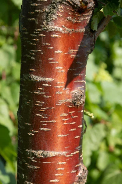 Casca Listrada Tronco Cerejeira Vermelha Fundo Turvo Verão Natureza Verde — Fotografia de Stock