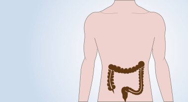İnsan vücudunda bağırsak ikonu. İzole edilmiş erkek silueti. Sindirim sistemi konsepti. İç organların incelenmesi. Anatomik poster. Klinik veya eğitim için tıbbi pankart düz vektör çizimi. Vektör illüstrasyonu