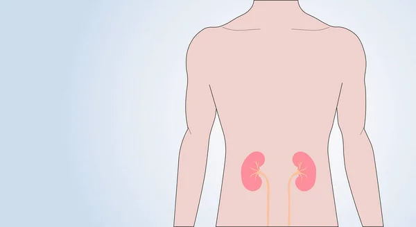 Nsan Vücudundaki Böbreklerin Ikonu Zole Edilmiş Erkek Silueti Organların Incelenmesi — Stok Vektör