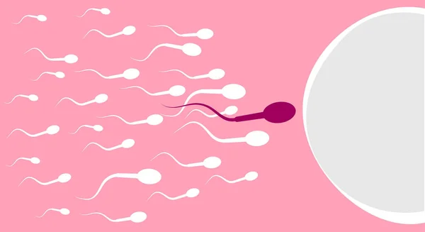 Sperm Hızla Ilerler Doğrudan Hedefe Gider Avulasyon Için Yumurtaya Pembe — Stok Vektör