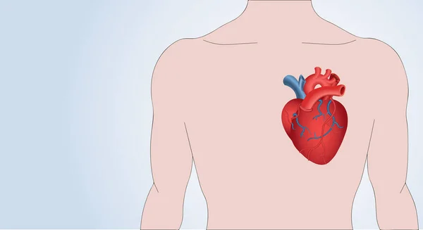 Realistické Objemové Rudé Lidské Srdce Pozadí Lidské Postavy Ikony Lékařský — Stockový vektor