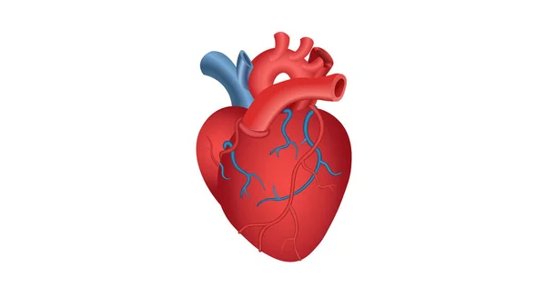 Реалистичное Объемное Красное Человеческое Сердце Икона Белом Фоне Медицинская Концепция — стоковый вектор