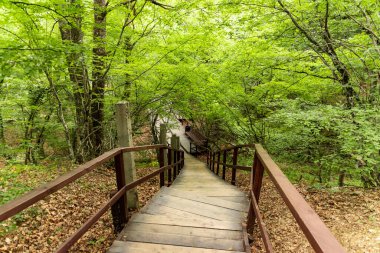 Korkuluklu ahşap döşeme, yaz ormanlarındaki ekolojik bir patikada güvenlik için. Yüksek kalite fotoğraf