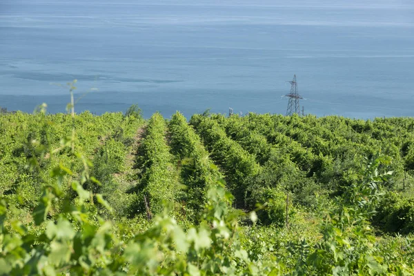 Green Spring Rows Grape Vines Vineyard Overlooking Blue Sea Landscape — Zdjęcie stockowe