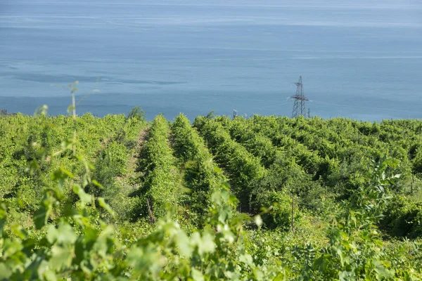 Verdes Hileras Uvas Primavera Viñedo Con Vistas Mar Azul Paisaje — Foto de Stock